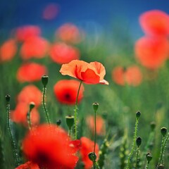 Naklejka premium Summer nature - concept. Beautiful landscape with red poppy flowers and sunny day with blue sky.