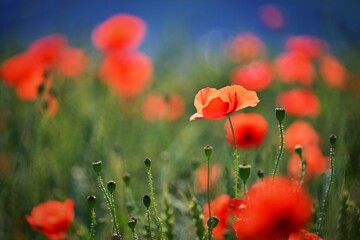 Obraz premium Summer nature - concept. Beautiful landscape with red poppy flowers and sunny day with blue sky.
