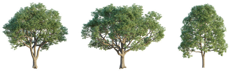 Bischofia javanica tree 4k png cutout isolate