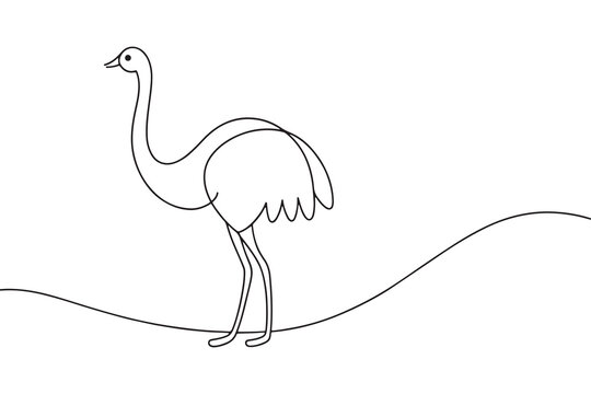 recommend clip art: Emu Continuous line art vector illustration on white background