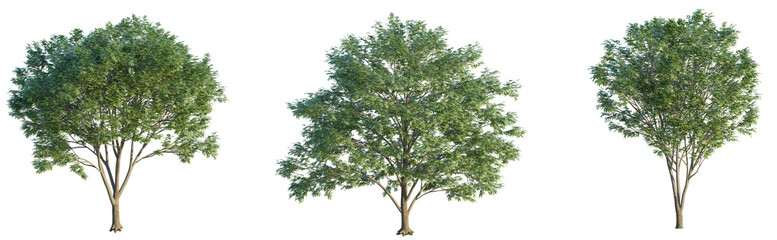 Zelkova serrata tree 4k png cutout isolate
