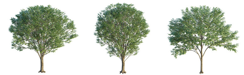Zelkova serrata tree 4k png cutout isolate