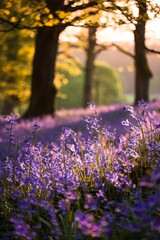  purple flower field in forest