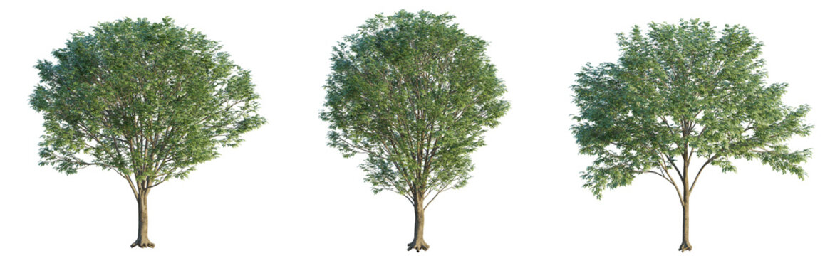 Zelkova serrata tree 4k png cutout isolate