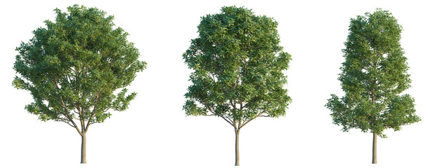 Elaeocarpus decipiens tree 4k png cutout isolate