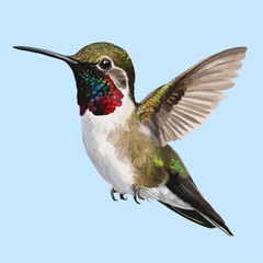 Fototapeta premium Hummingbird, vector illustration of paradise hummingbird bird, Hummingbirds isolated, Hummingbird flower, isolated background 