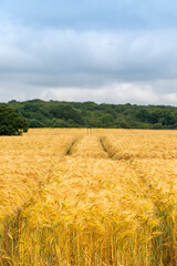 A vast field of golden crops, likely wheat