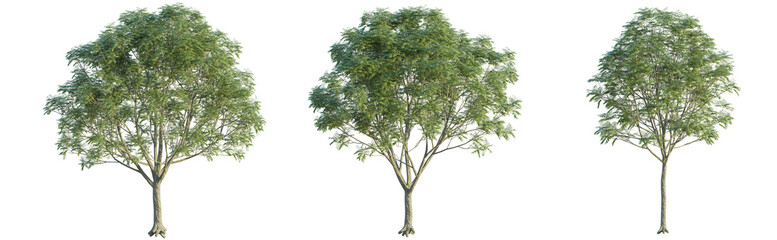 Pistacia chinensis tree 4k png cutout isolate