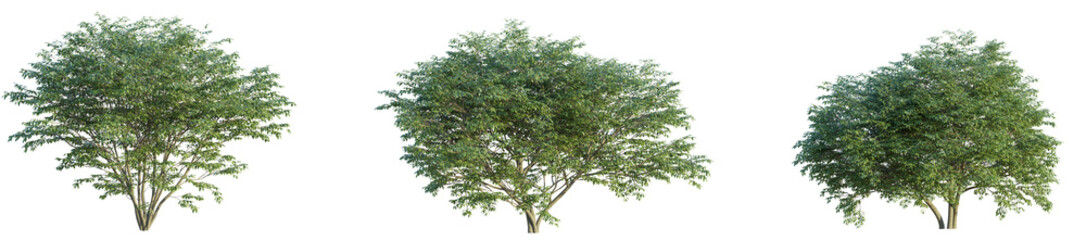 Lonicera maacki tree 4k png cutout isolate