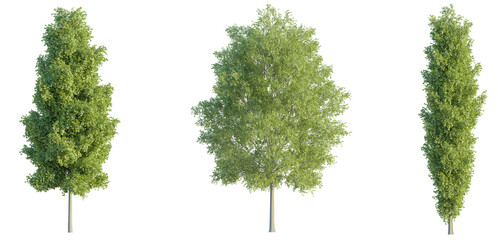 Populus tree 4k png cutout isolate
