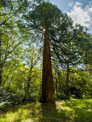 Fototapeta premium A large tree, possibly a giant sequoia