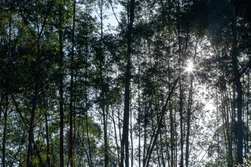Eucalyptus forest. Trees in silhouette on sun light
