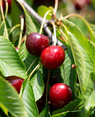 cherries in the garden