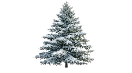 Coniferous tree with snow on a transparent background