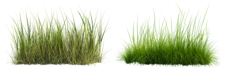 long grass bushes isolated on transparent or white background, 3d rendering