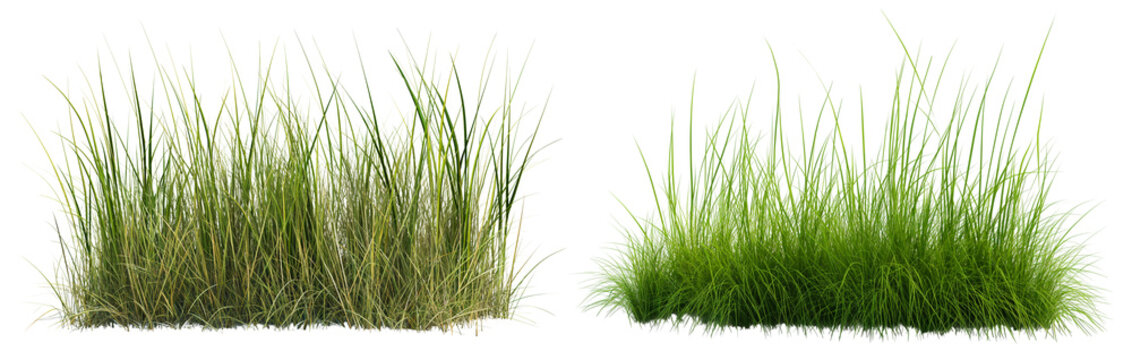 long grass bushes isolated on transparent or white background, 3d rendering