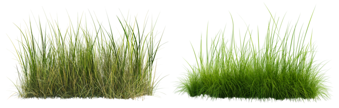 long grass bushes isolated on transparent or white background, 3d rendering