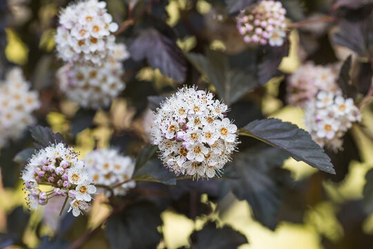 Viburnum pemphigus (Physocarpus opulifolius). A shrub blooming with small white flowers.