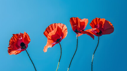 Poppy flowers or papaver rhoeas poppy in garden early spring on a warm sunny day against a bright blue sky High quality photo : Generative AI