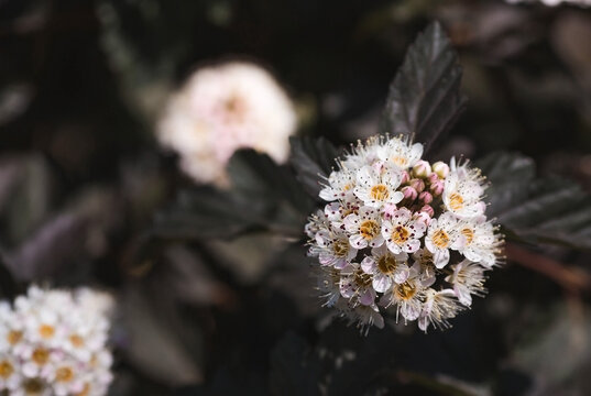 Viburnum pemphigus (Physocarpus opulifolius). A shrub blooming with small white flowers.