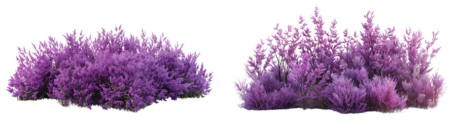 Fototapeta premium realistic purple bushes with flowers isolated on transparent or white background