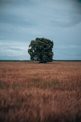 Alone oak in wheat field