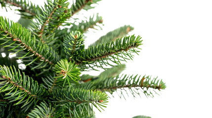 Christmas tree, close up on a transparent background