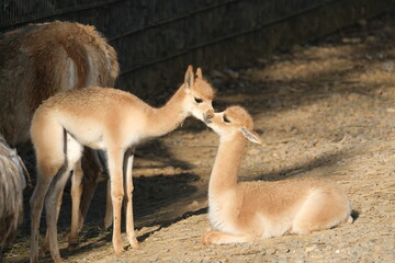 Deux vigognes complices dans un zoo