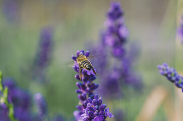 pszczoła na lawendzie © Katarzyna Judycka