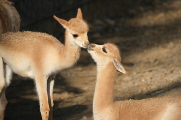 Deux vigognes complices dans un zoo