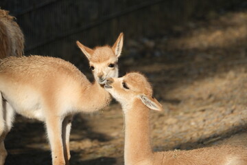 Deux vigognes complices dans un zoo