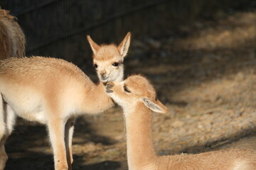Deux vigognes complices dans un zoo