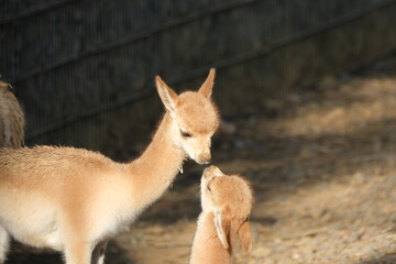 Deux vigognes complices dans un zoo