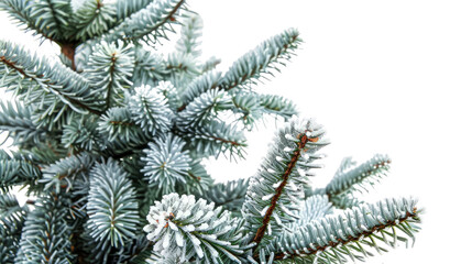 Christmas tree, close up on a transparent background