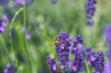 pszczoła na lawendzie © Katarzyna Judycka