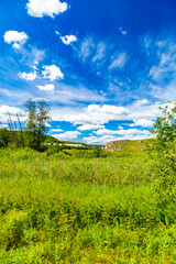 Obraz premium A beautiful pastoral landscape - tree with lush foliage on shore of swamp among meadows with green grass horizon and a cloudy sky on a sunny summer day