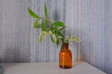 Blooming bird cherry branch in a retro yellow glass bottle