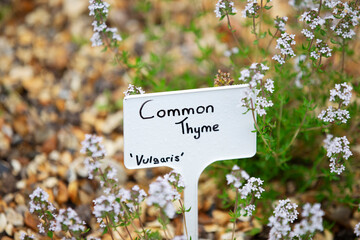 Common Thyme hand written sign within bed of herbs 