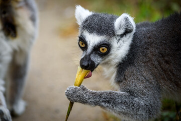 Katta-Portrait
