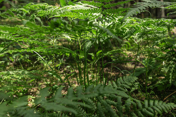 Green plants, fern leaves, leaf in nature, forest background.