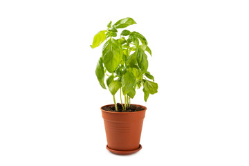 Fresh basil plant in a pot isolated on white background. Fresh organic basil leaves isolated on...