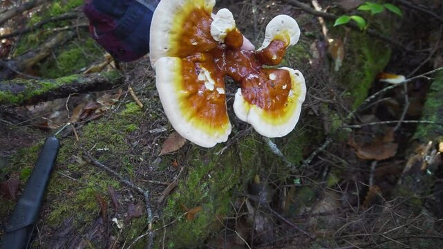 Reishi Mushroom Foraging. Ganoderma tsugae found in the wild.