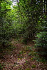 Fototapeta premium Horma Canyon in Kastamonu Turkey