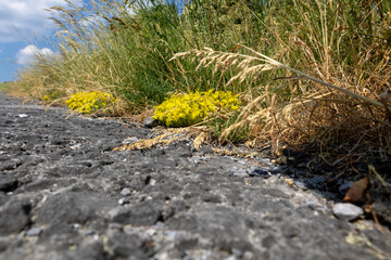 A road with a patch of yellow flowers growing on it