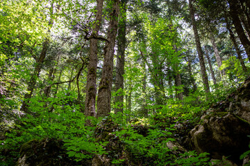 Fototapeta premium Horma Canyon in Kastamonu Turkey