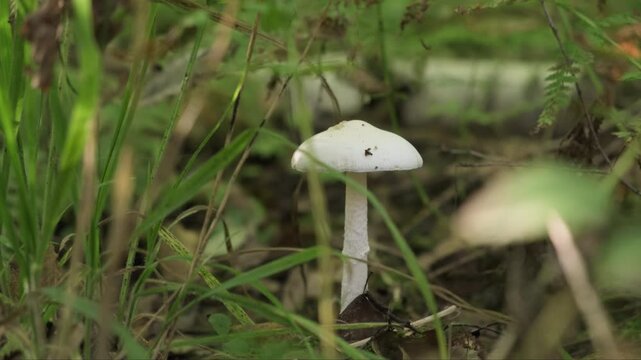Poisonous mushroom white toadstool growing in forest.
