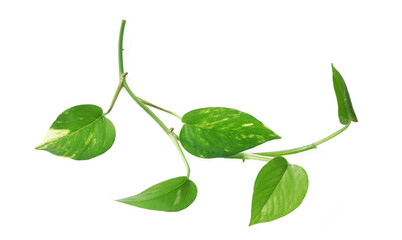 Green vine with leaves of philodendron plant on plain white  © CaptureAndCompose