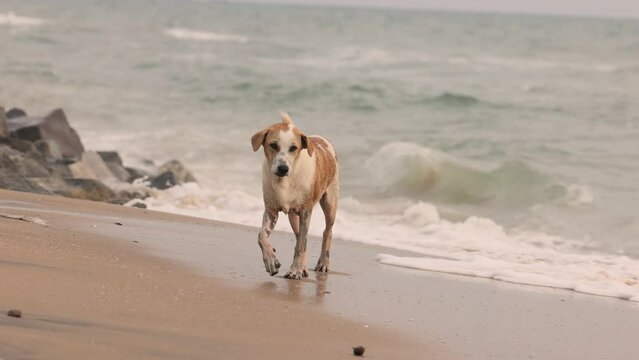 A stray dog in Asia looks at the ocean and runs along the beach.