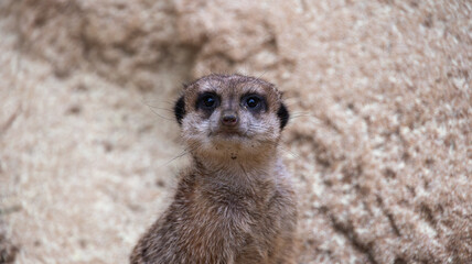 ZOO de la Palmyre