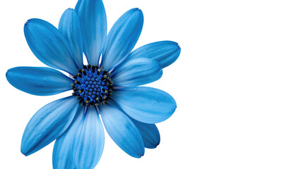 Obraz premium Blue flower on a transparent background